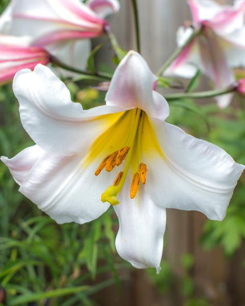 Lily 'Regale' bulbs — Buy online at Farmer Gracy UK