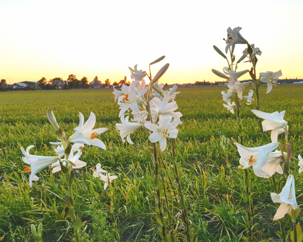 Lilium candidum bulbs