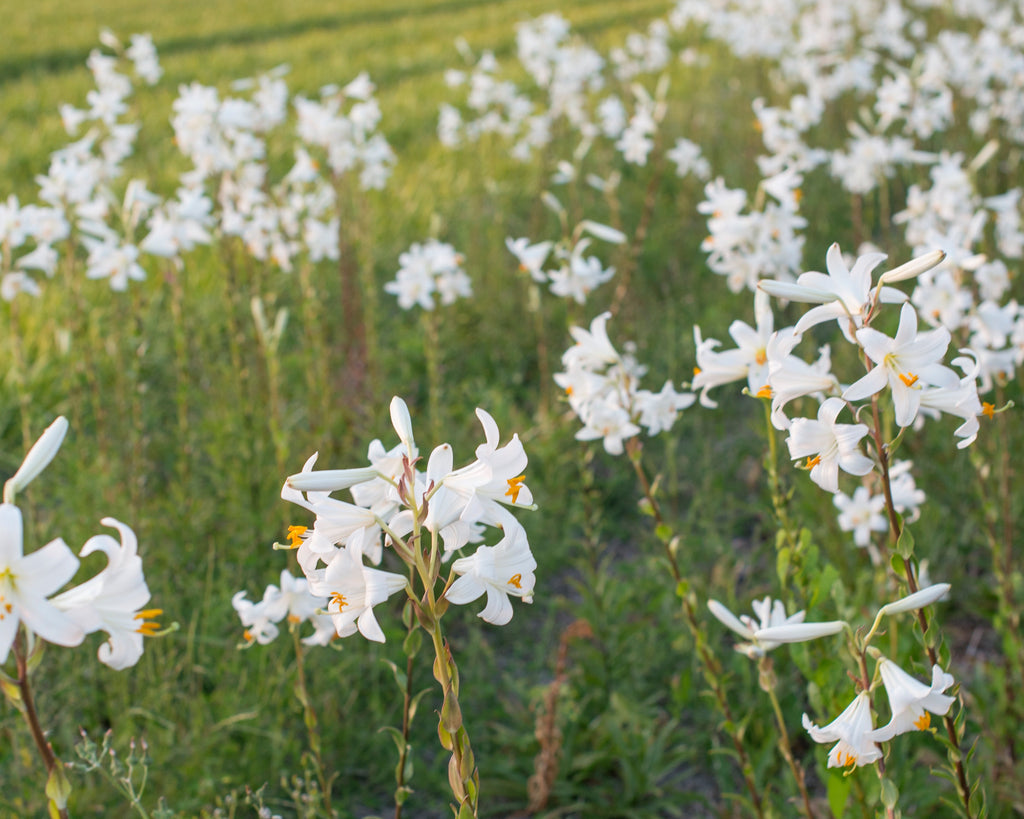 Lilium candidum bulbs