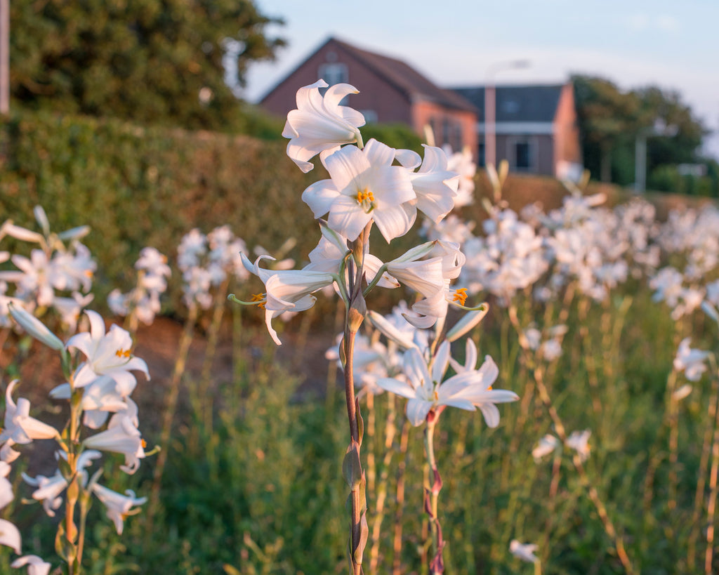 Lilium candidum bulbs