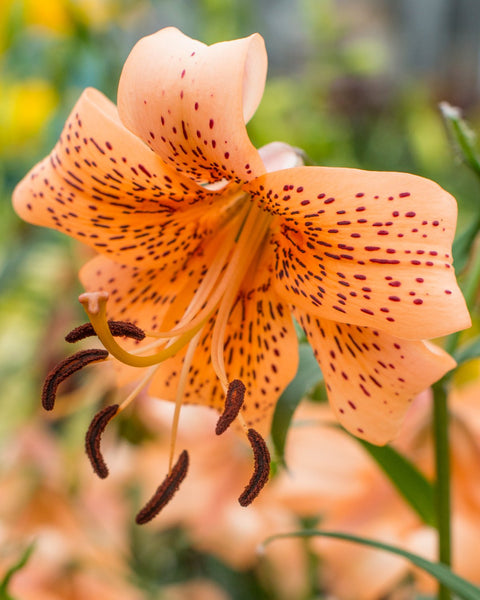 Lily 'Tiger Babies' bulbs - Buy online at Farmer Gracy UK