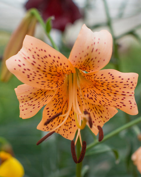 Lily 'Tiger Babies' bulbs - Buy online at Farmer Gracy UK