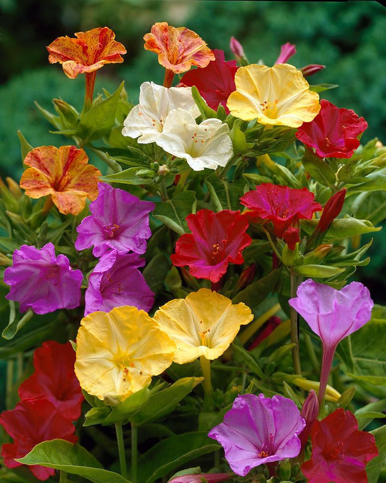 Mirabilis Jalapa Bulbs Buy Four O Clocks Online At Farmer Gracy Uk