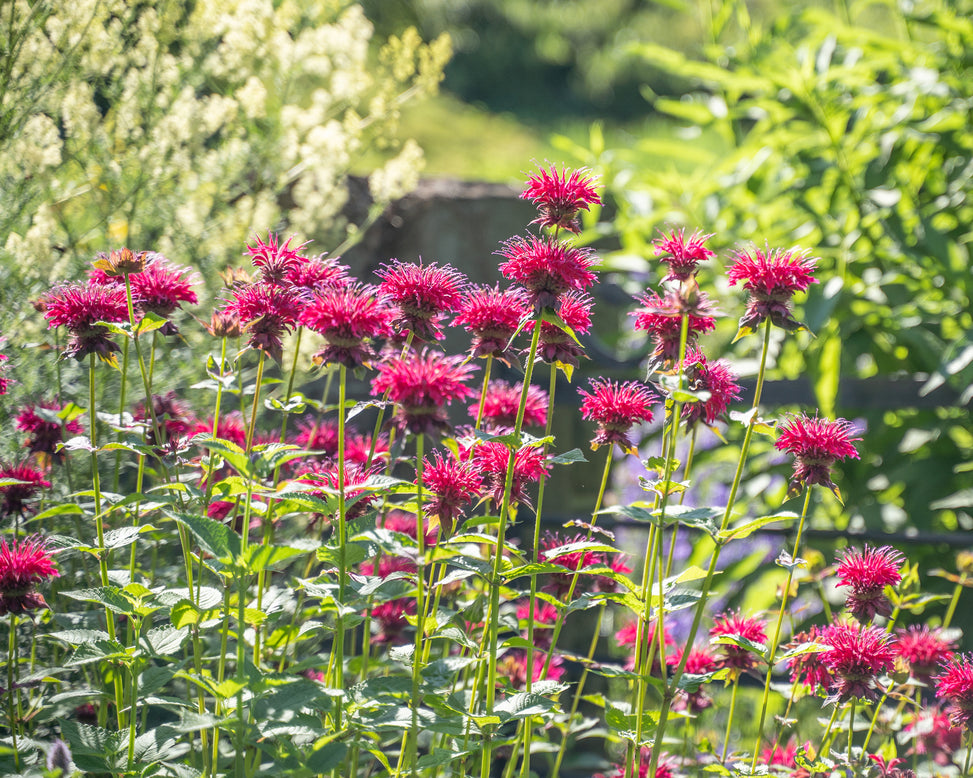 monarda pink supreme