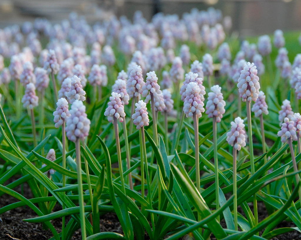 Muscari 'Pink Sunrise' bulbs — Buy pink 'Grape Hyacinths' online at ...