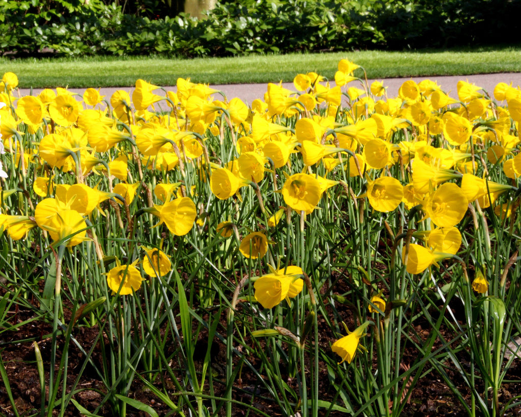 Narcissus bulbocodium 'Golden Bells' bulbs — Buy online at Farmer Gracy UK