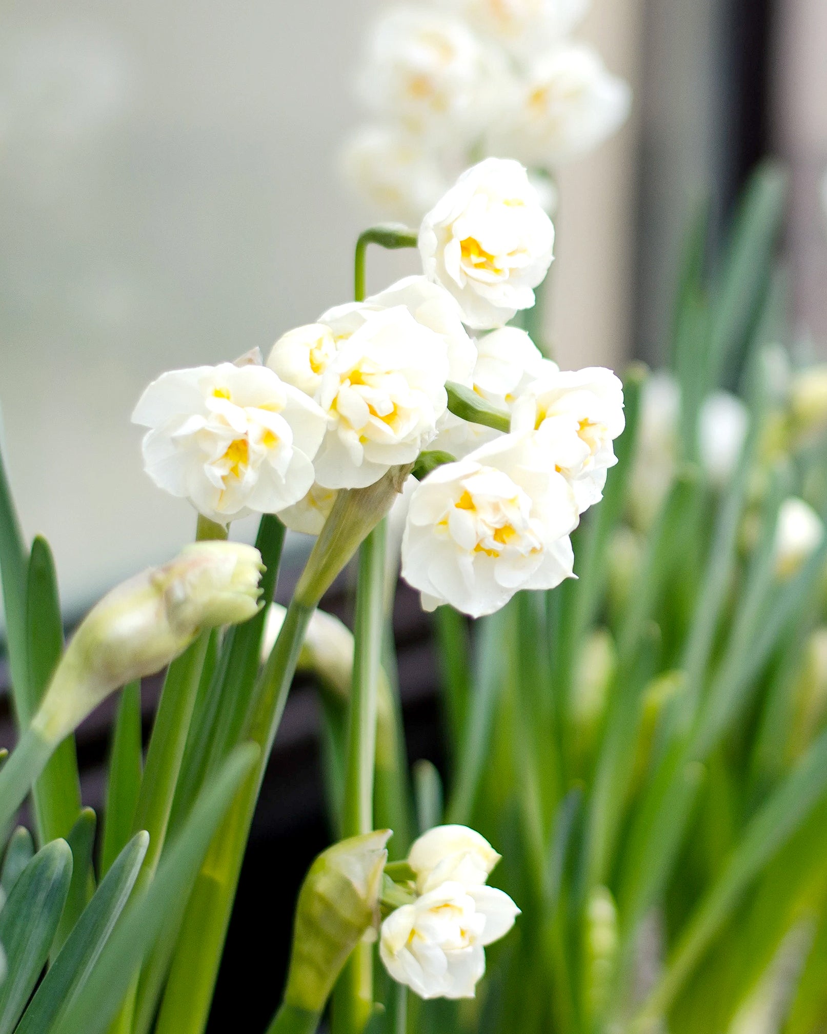 Narcissus 'Erlicheer' bulbs — Buy indoor narcissus online at Farmer Gracy UK