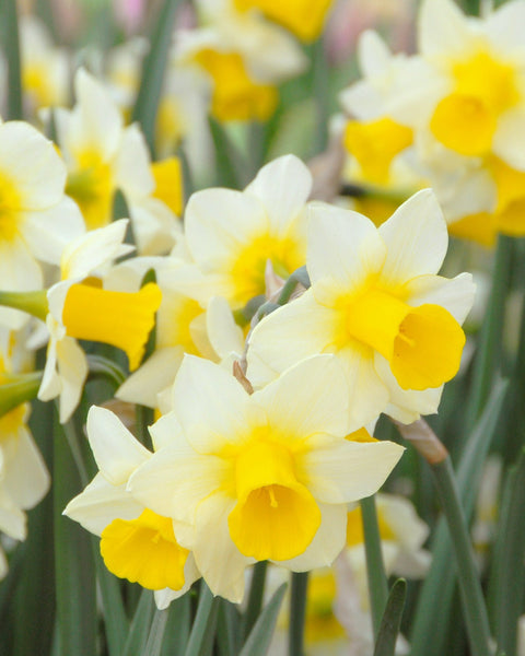 Narcissus 'Sweetness' bulbs — Buy online at Farmer Gracy UK