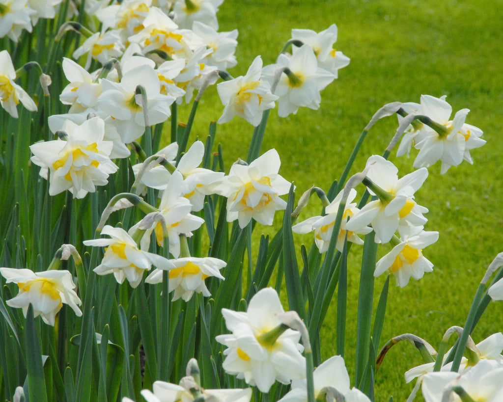 Narcissus 'Ice King' Bulbs - Buy online at Farmer Gracy UK