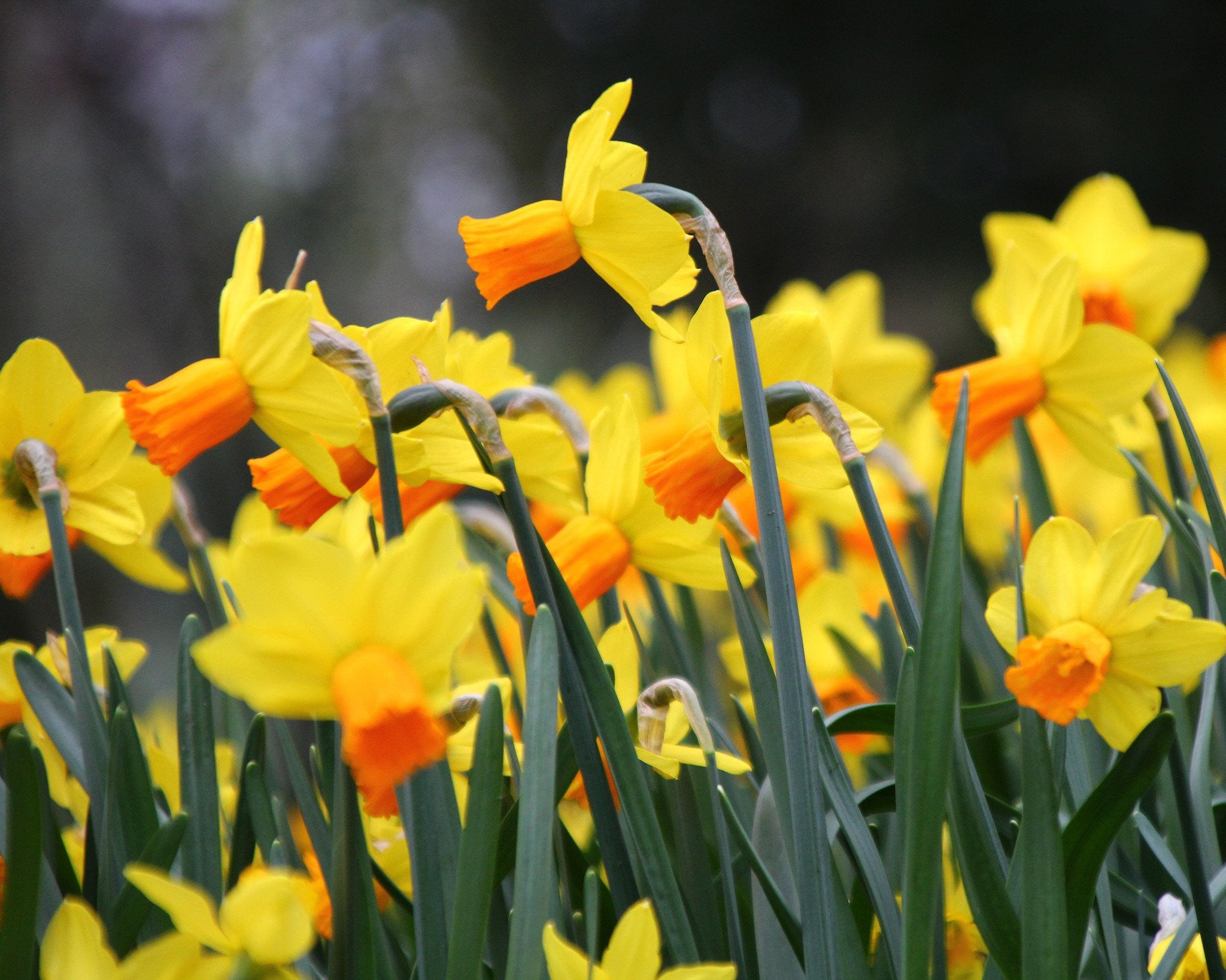 Narcissus 'Jetfire' bulbs — Buy online at Farmer Gracy UK