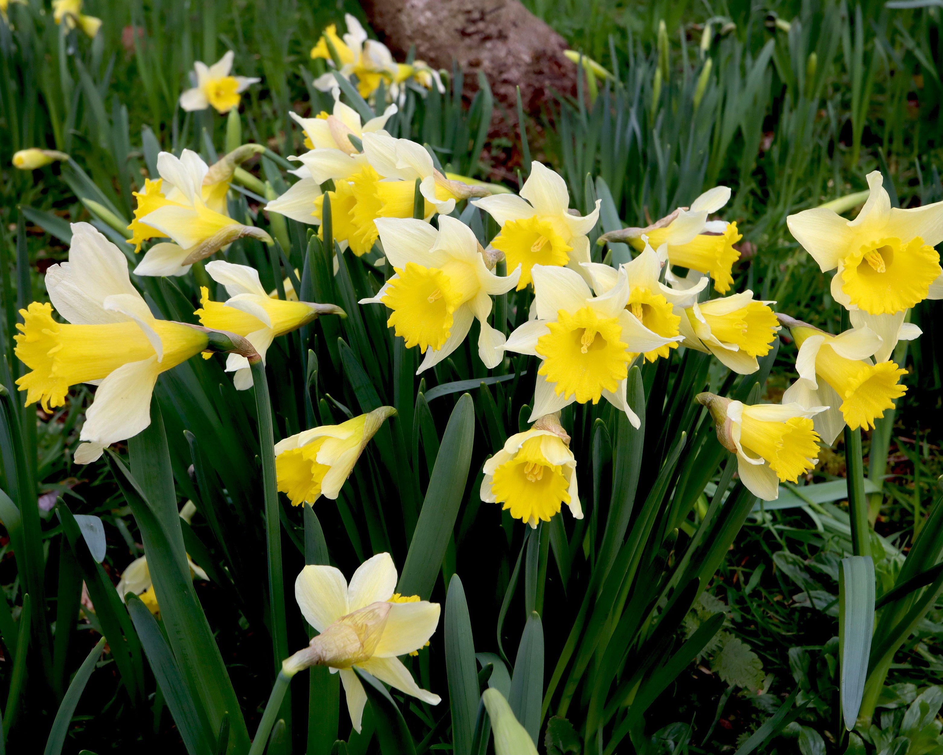 Narcissus lobularis ('Lent lily') bulbs — Buy online at Farmer Gracy UK