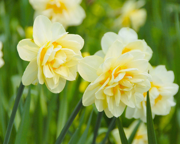 Narcissus 'Manly' bulbs — Buy online at Farmer Gracy UK