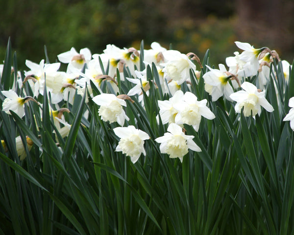 Narcissus 'Mount Hood' bulbs — Buy online at Farmer Gracy UK