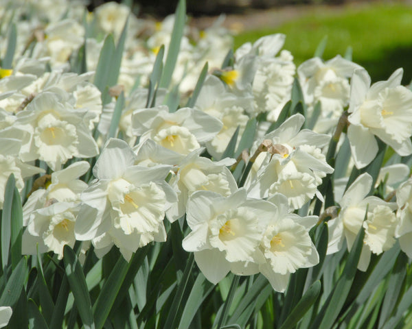 Narcissus 'Mount Hood' bulbs — Buy online at Farmer Gracy UK