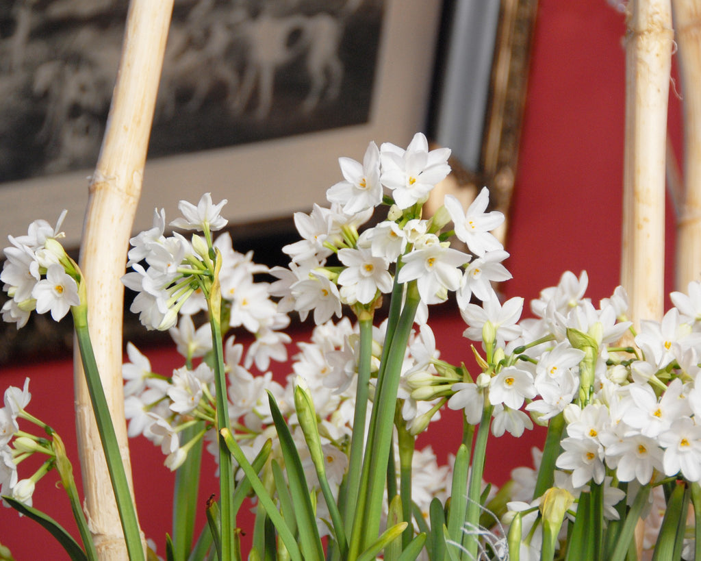 Paperwhites Narcissus