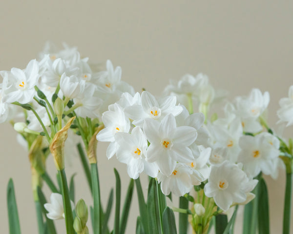 Narcissus Tazetta Paperwhite Inbal Bulbs Buy Paperwhites Online At Farmer Gracy Uk