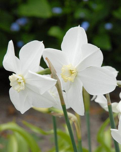 Narcissus 'Polar Ice' Bulbs - Buy online at Farmer Gracy UK