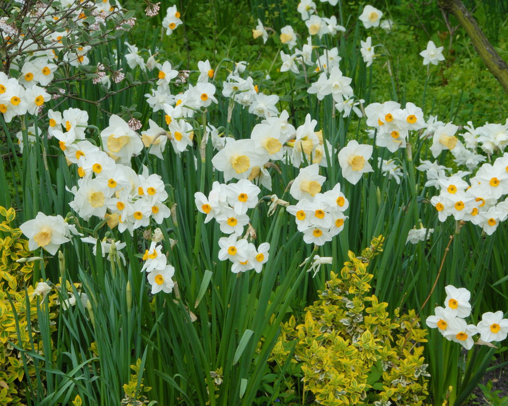 Narcissus 'Salome' Bulbs - Buy online at Farmer Gracy UK