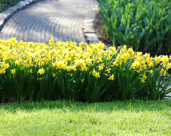 Narcissus Tete A Tete Bulbs Buy Online At Farmer Gracy Uk