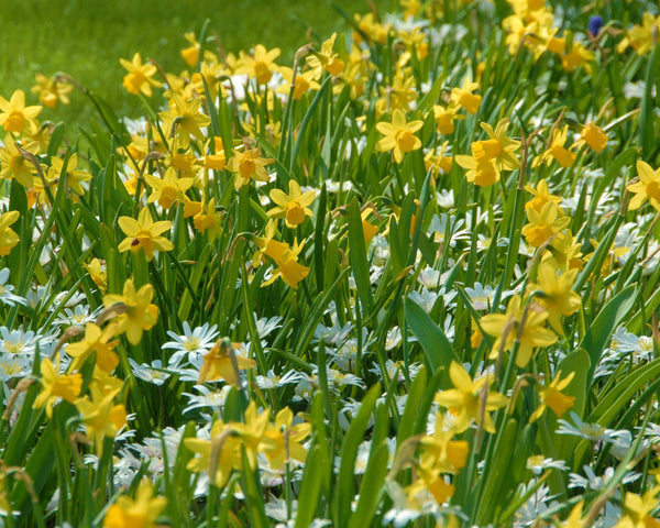 Narcissus Tête à Tête