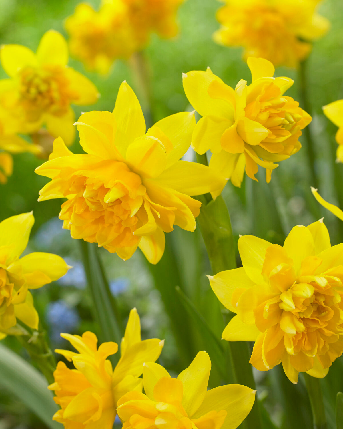 Narcissus 'Tête Bouclé' bulbs — Buy online at Farmer Gracy UK