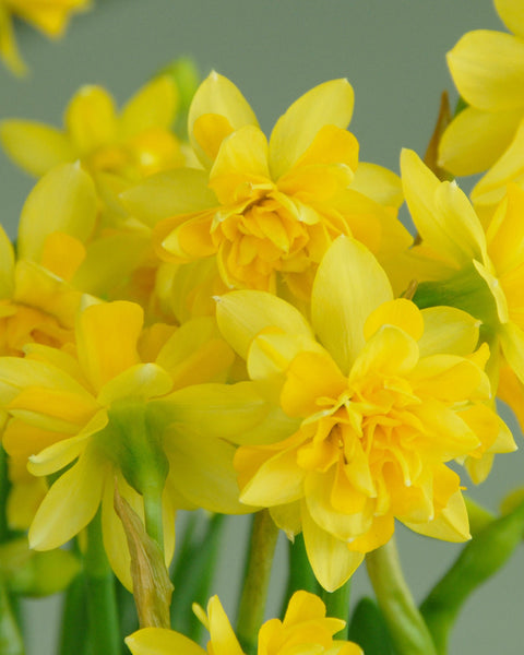 Narcissus Double Tête Deluxe (Tête Bouclé) Bulbs - Buy online at Farmer ...