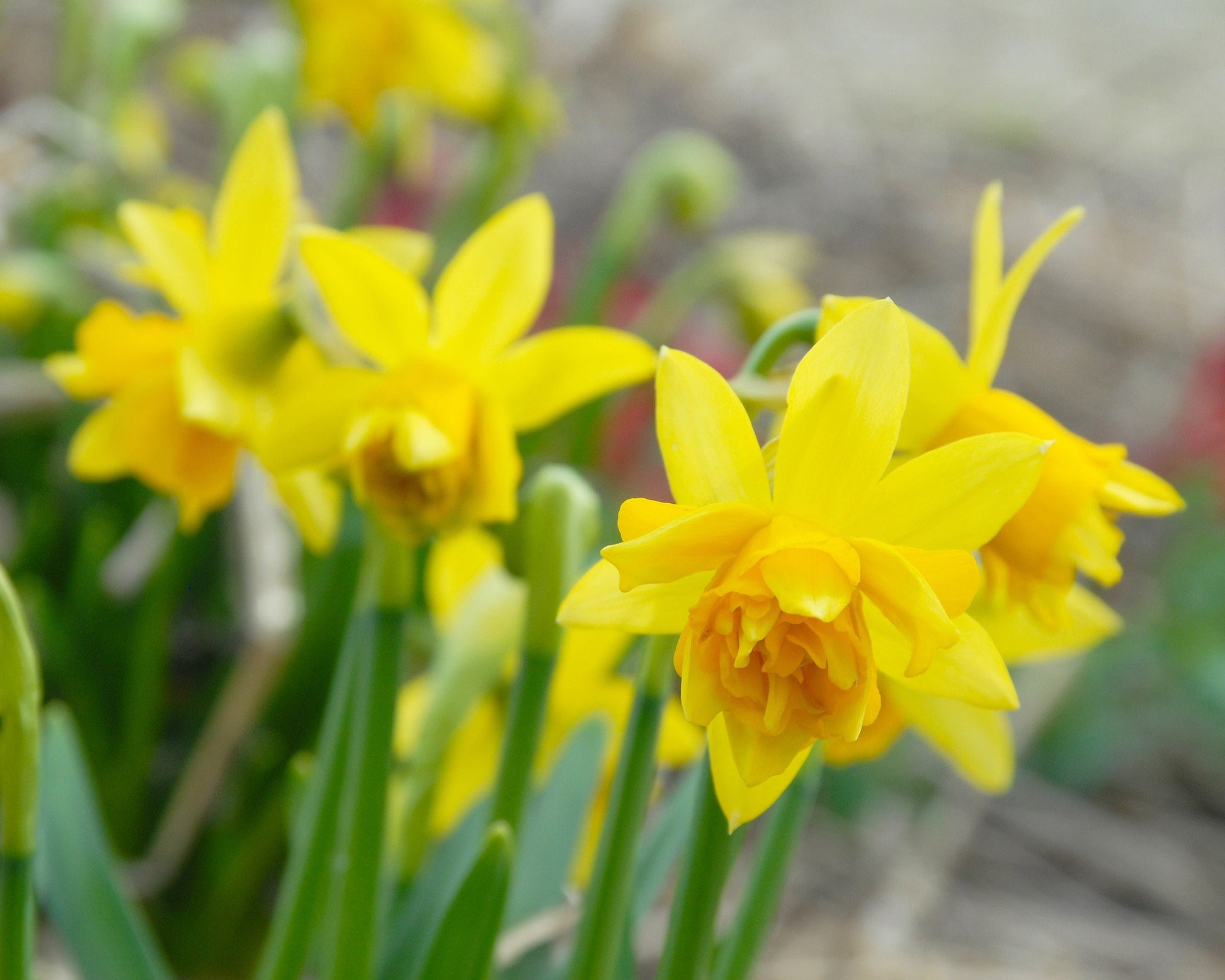 Narcissus ‘Tête Bouclé’ bulbs — Buy online at Farmer Gracy UK