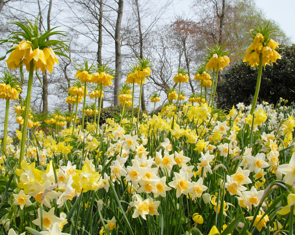 Narcissus 'Waterperry' bulbs — Buy online at Farmer Gracy UK