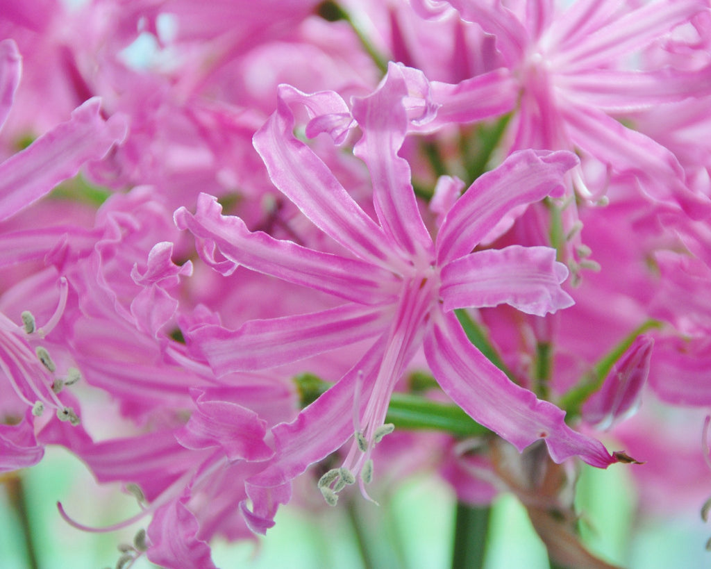 Nerine Bowdenii bulbs