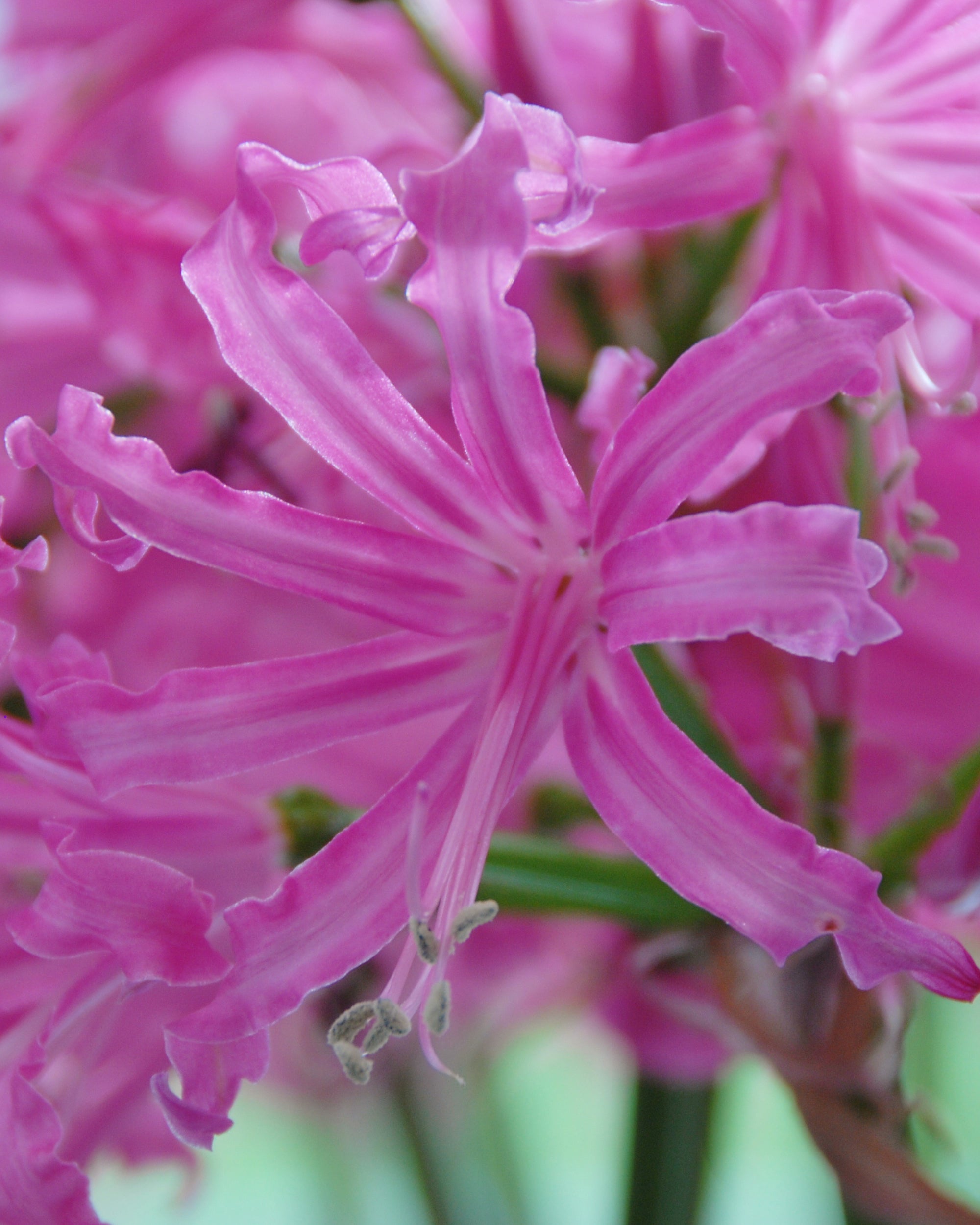 Пеларгония ла остара. Nerine bowdenii. Нерине сарнейская. Нерине Боудена леди. Нерине леди Лин, 50.