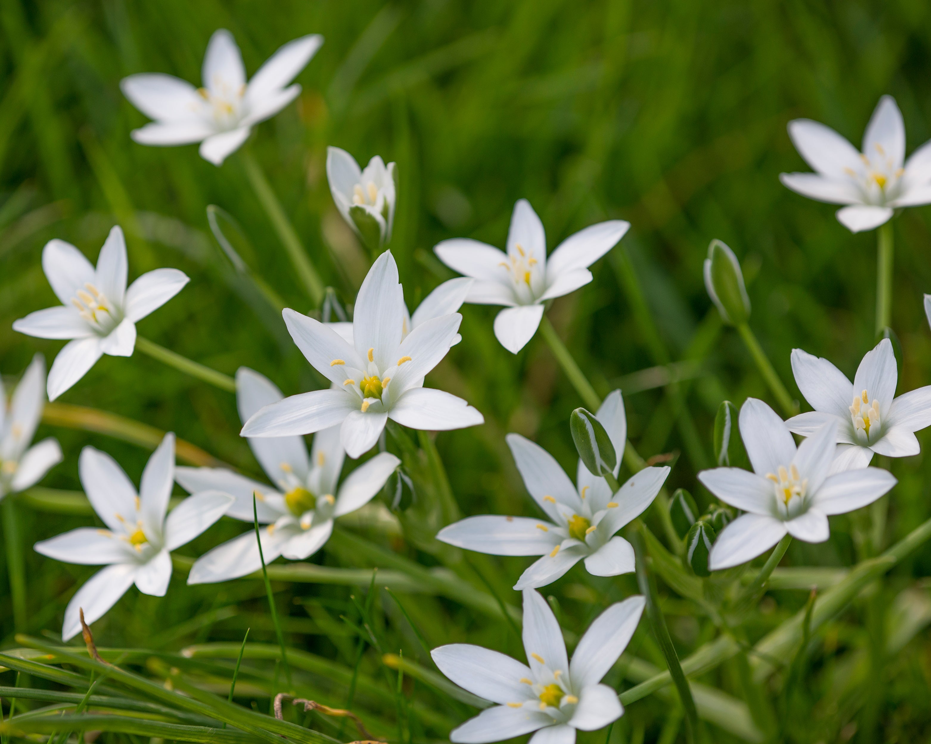 Ornithogalum umbellatum bulbs — Buy 'Star of Bethlehem' online at ...