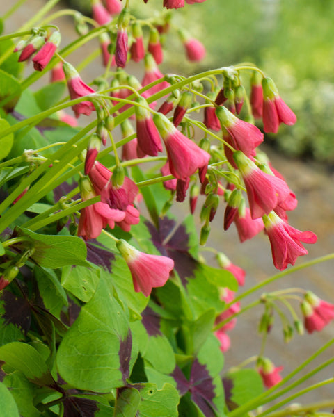 Oxalis Deppei Iron Cross Buy Lucky Clovers Online At Farmer Gracy Uk