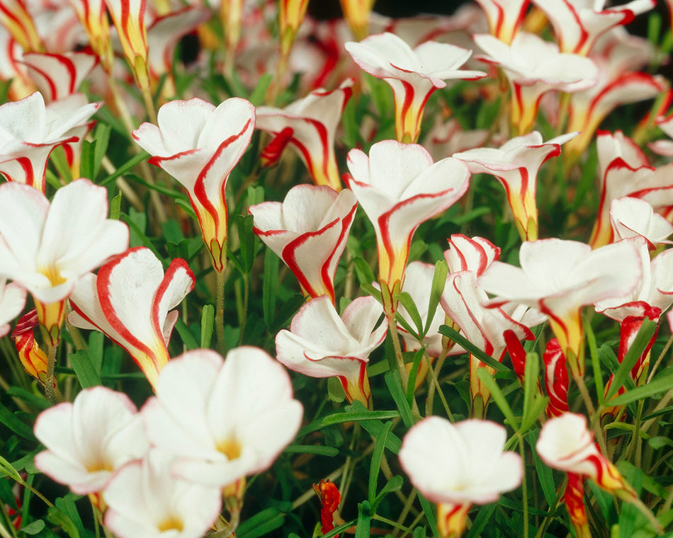 Oxalis versicolor, candy cane sorrel