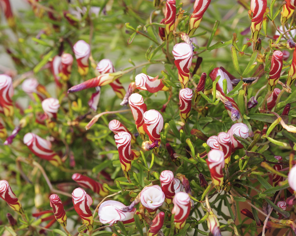 Oxalis versicolor, candy cane sorrel