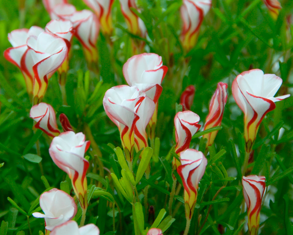 Oxalis versicolor - Buy 'Candy Cane sorrel' online at Farmer Gracy UK