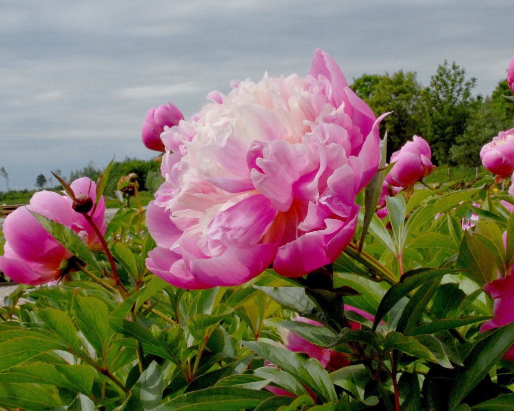 Peony Bowl of Beauty