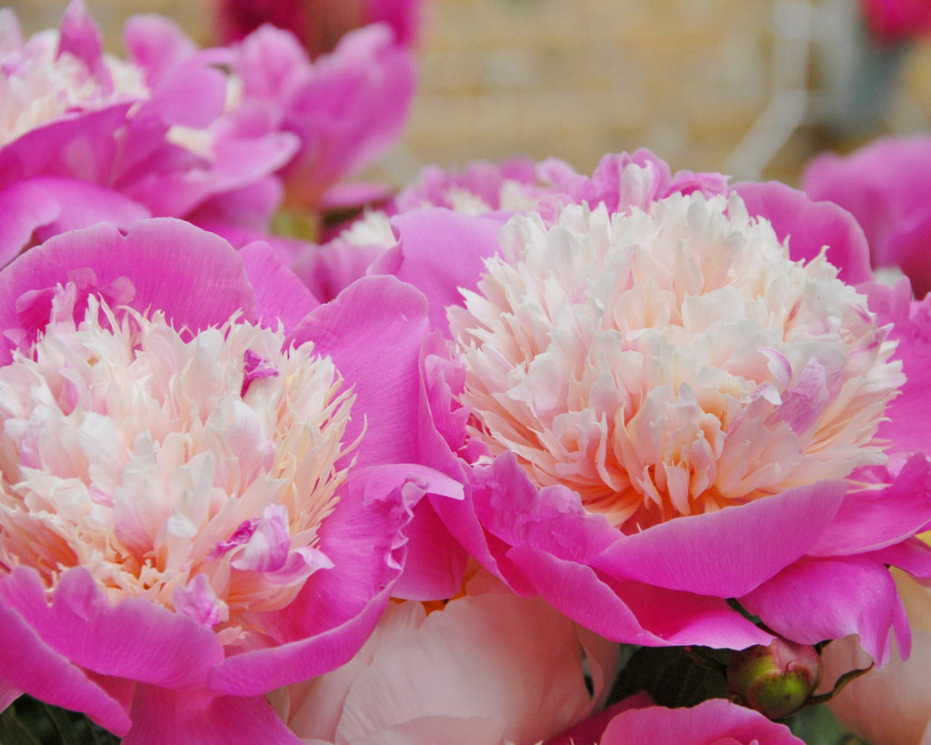 Peonies All About Peony Bare Roots Farmer Gracy S Blog