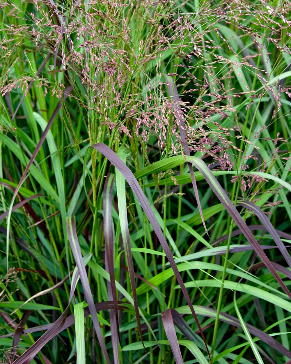 Panicum virgatum 'Squaw' bare roots — Buy switch grass online at Farmer ...