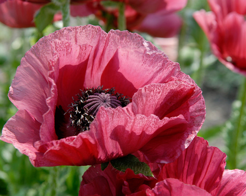 Marlene Oriental Poppy