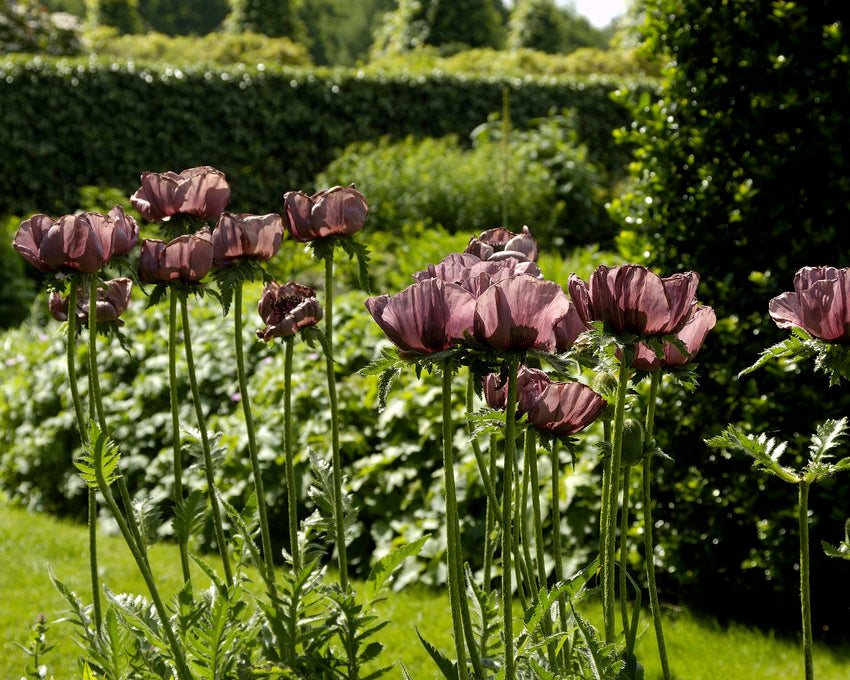 Poppies