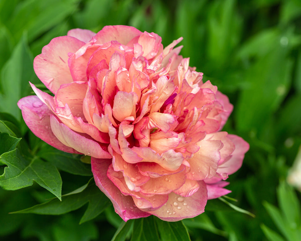 Peony 'Hillary' bare roots — Buy Itoh peonies online at Farmer Gracy UK