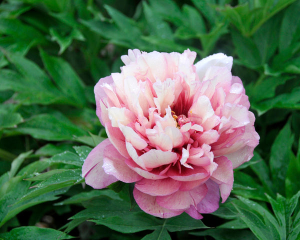 Peony Hillary Bare Roots Buy Itoh Peonies Online At Farmer Gracy Uk