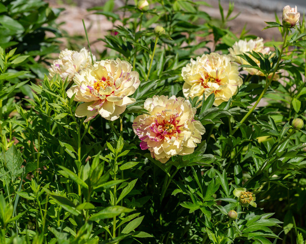 Itoh (Intersectional) Peony bare roots