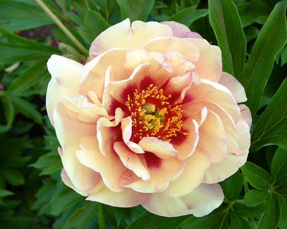 Peony Magical Mystery Tour