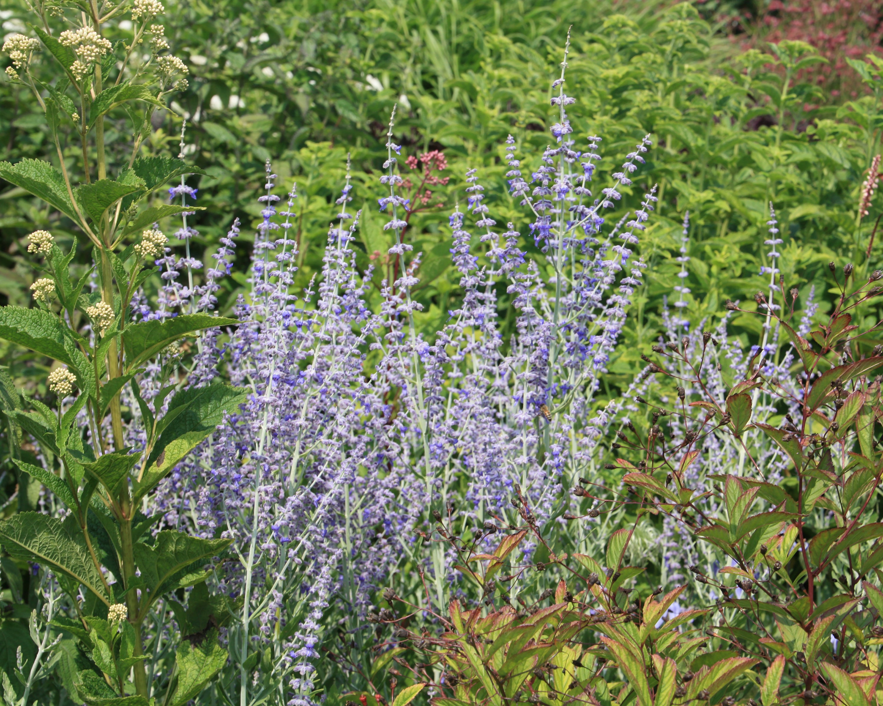 Perovskia 'Little Spire' bare roots — Buy 'Russian Sage' online at ...