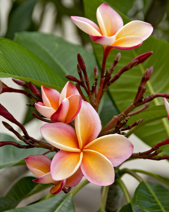 Plumeria 'Symphony' Bulbs — Buy 'Frangipani' online at