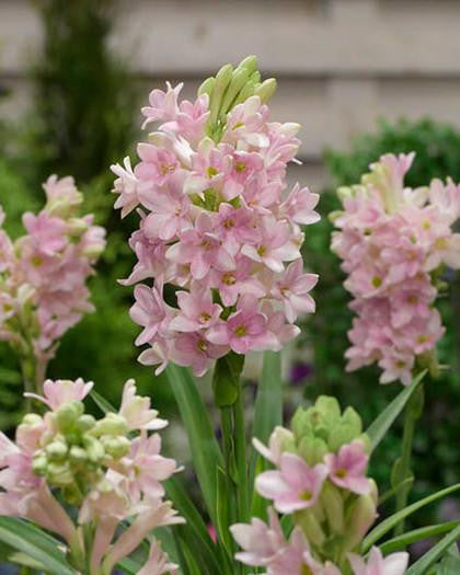 Polianthes tuberosa 'Sensation' Bulbs — Buy pink Tuberoses online at Farmer  Gracy UK