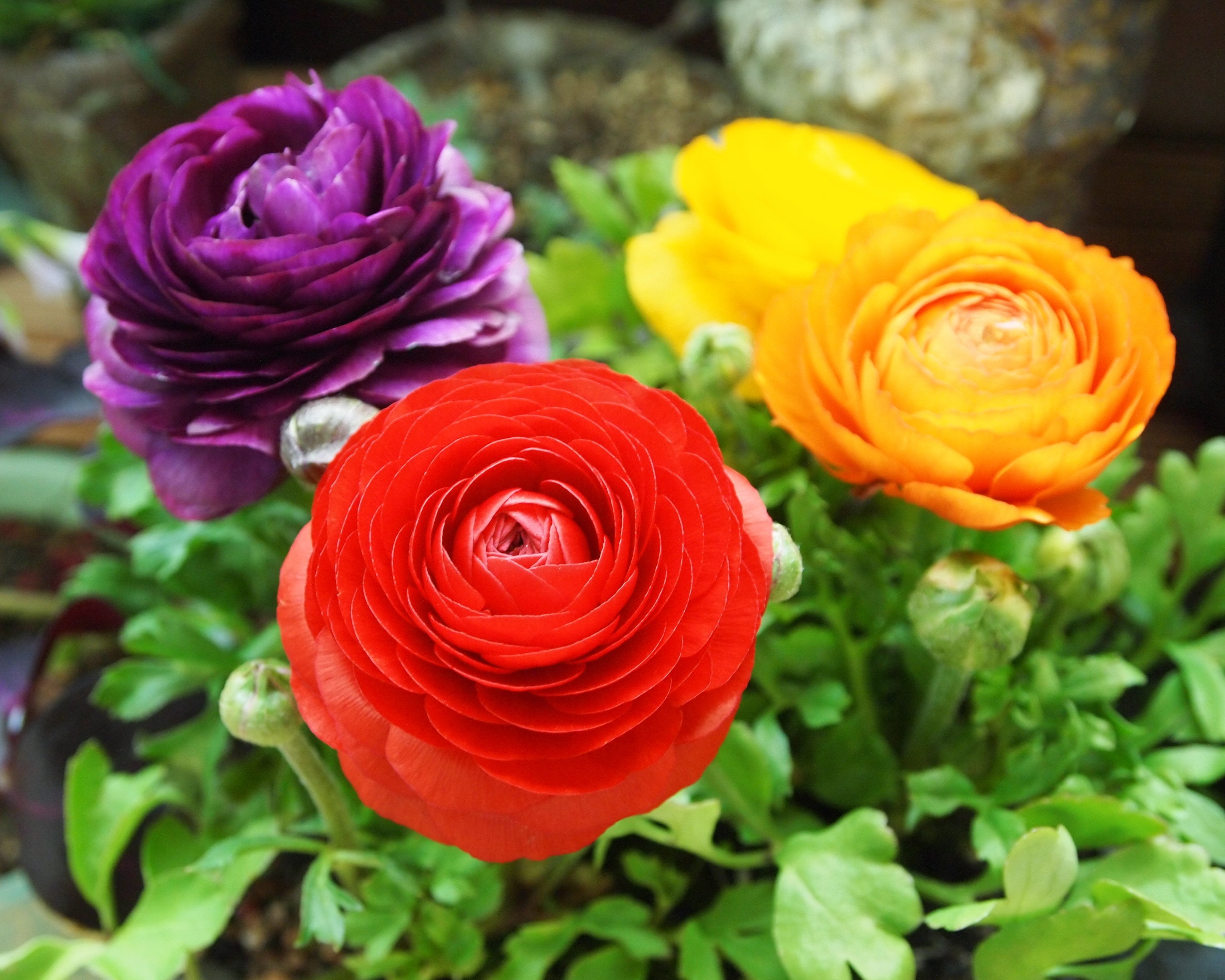 Mixed Coloured Ranunculus Bulbs — Buy Mixed Persian Buttercups Online At Farmer Gracy Uk 