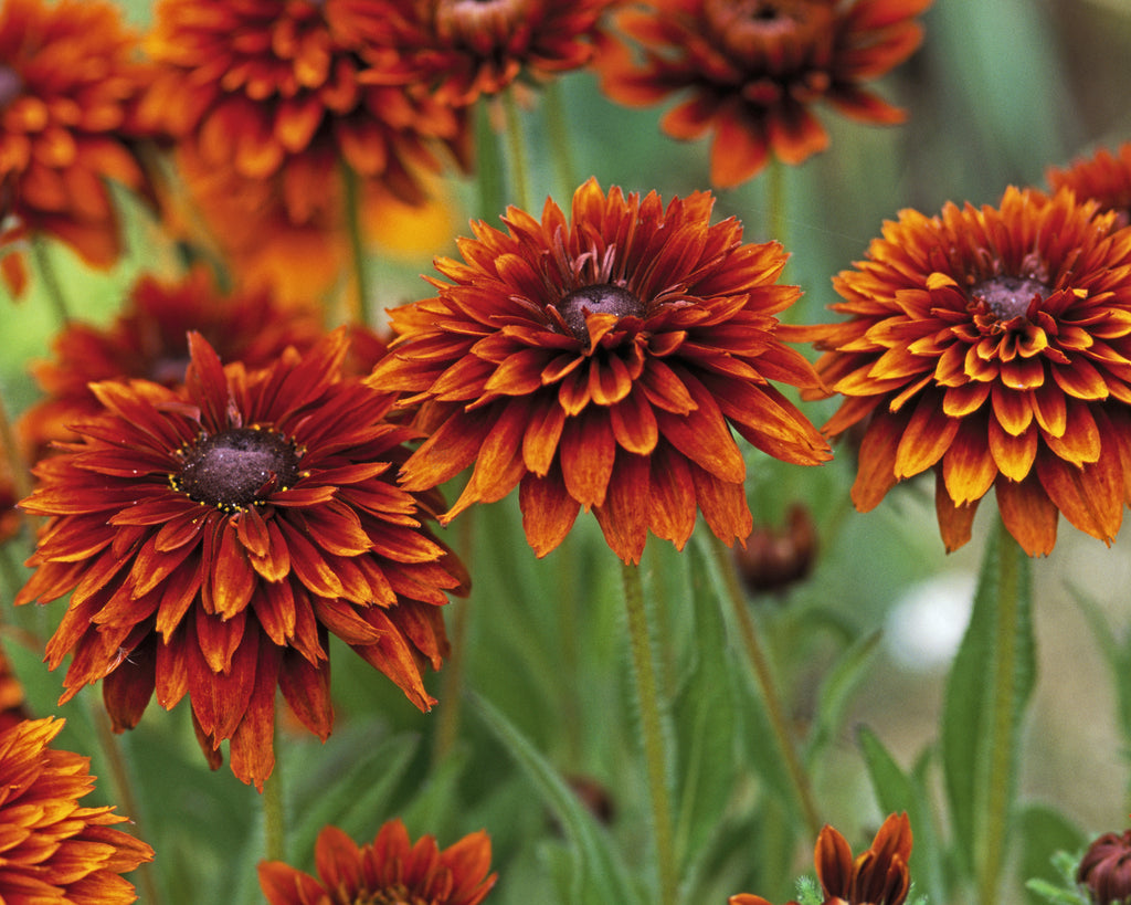 Rudbeckia hirta 'Cherokee Sunset' bare roots — Buy 'Bronze Cone Flowers