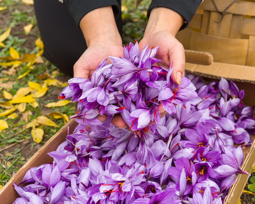 saffron flower seeds